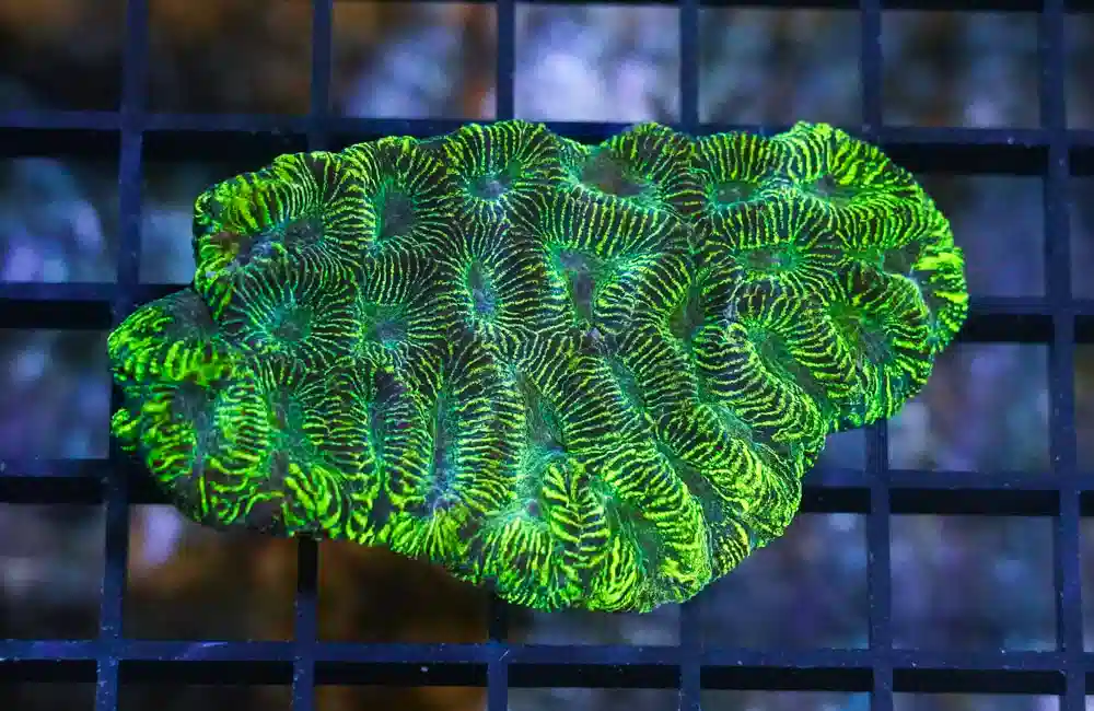 Prism Brain Ultra-Color