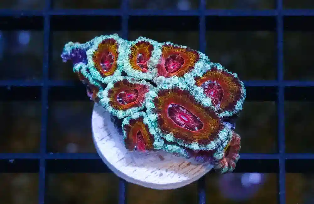 Acanthastrea Ultra Color