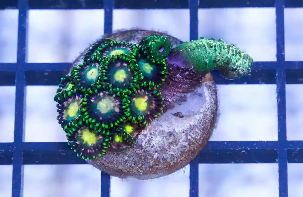 Zoa, Mix Color