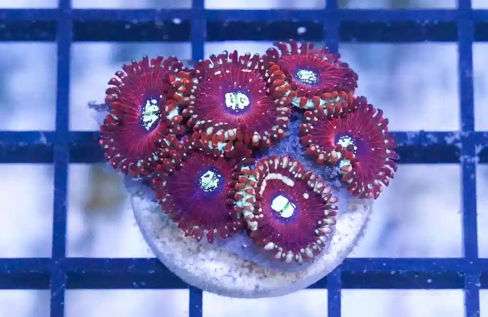 Zoa, Mix Color