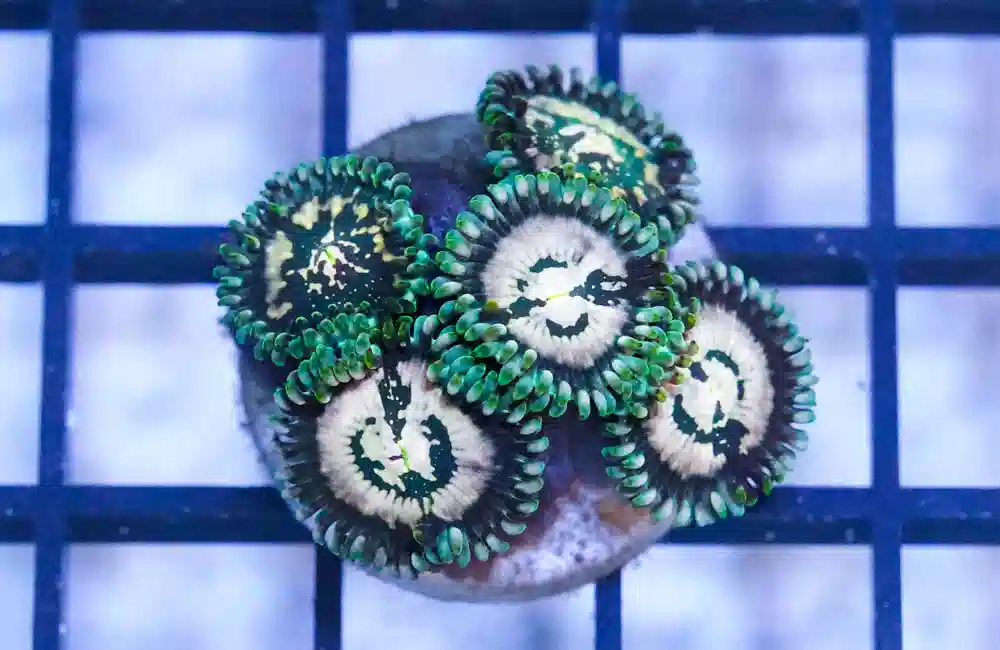 Zoa, Mix Color