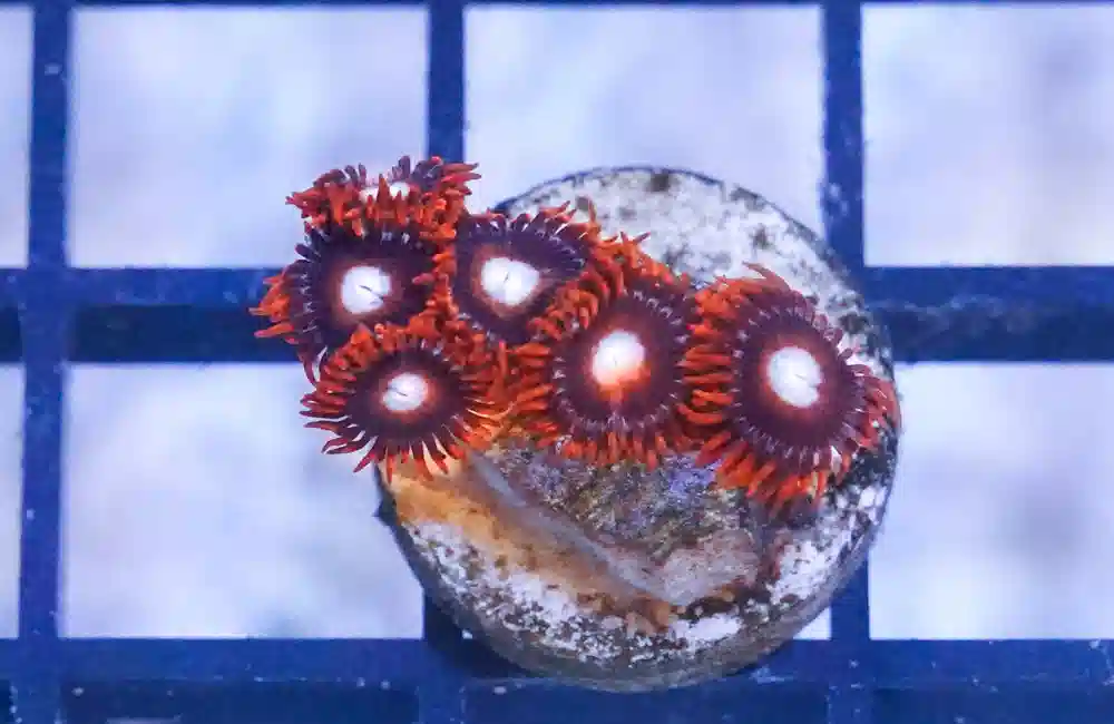 Zoa, Tequila Sunrise