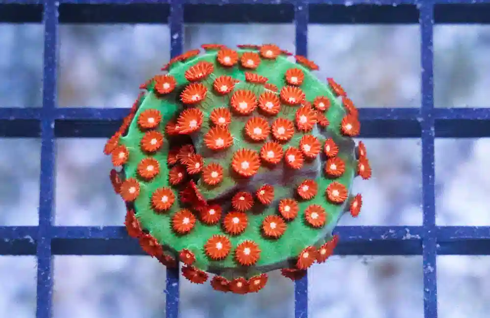 Cyphastrea, Green w/Red Polyp (Jingle Bells)