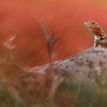 Chaski 03 25 Lava Lizard Generic