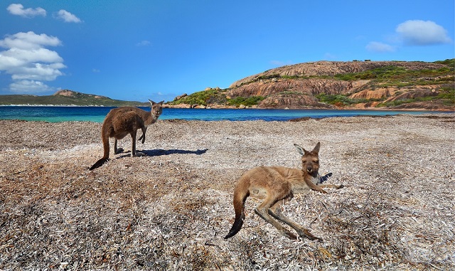 カンガルージャーキーの画像