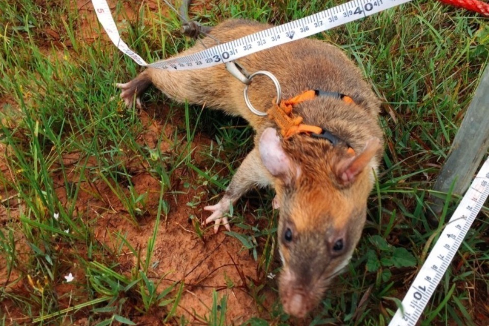 任意団体 ピースボート地雷廃絶キャンペーンP-MAC