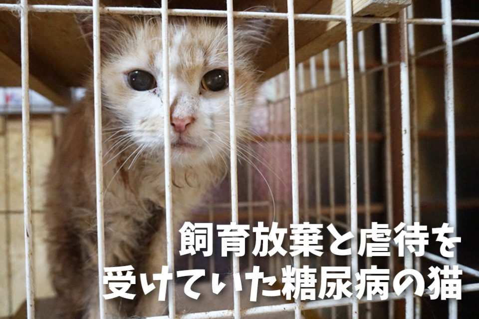 飼い主に飼育放棄された糖尿病の猫 - 任意団体 西東京市 地域猫の会 