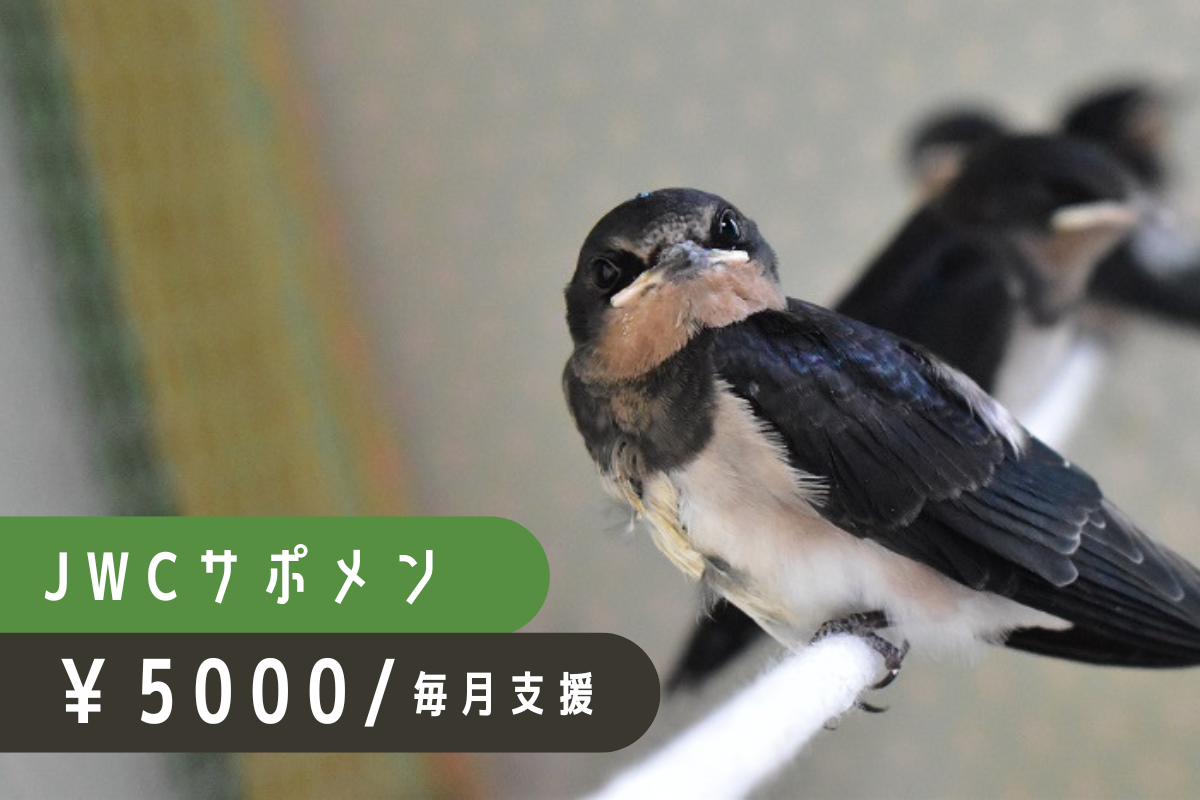2025年も開催！ ワイルドライフファインアート展！