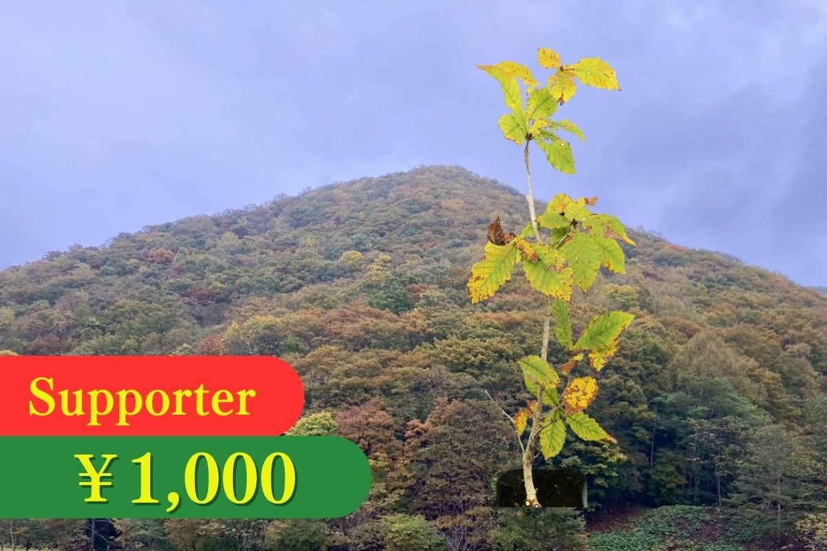 茂る森に佇み寒山に雪が舞う　針葉樹の香り豊かなオーバル型　クリスマス　リース 2024.10.22 workshopのお知らせ 今回は クリスマスリース 針葉樹の香り