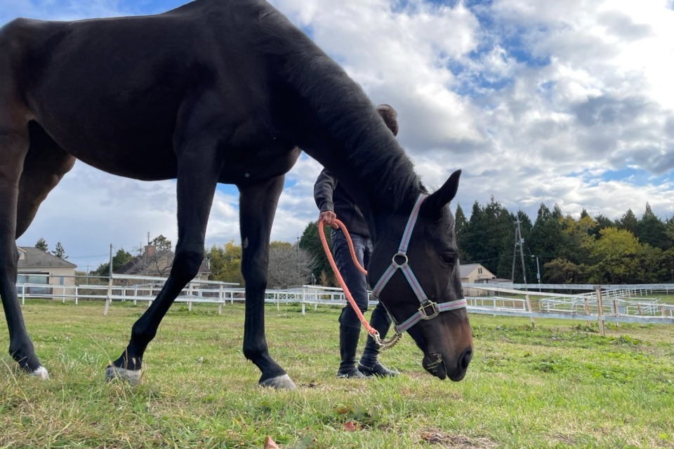 NPO法人 日本乗馬普及協会