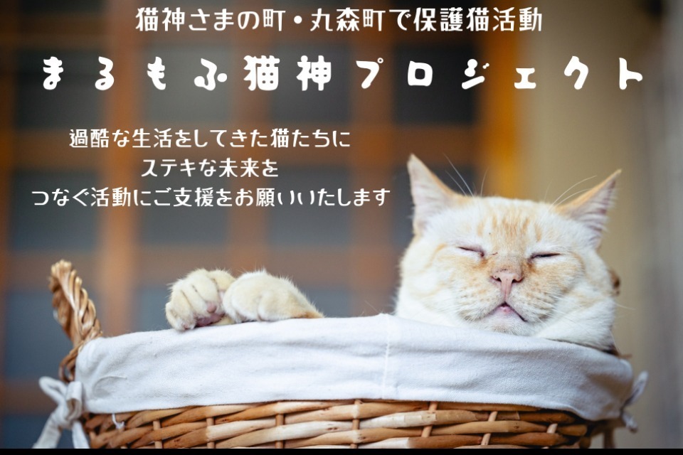 任意団体 まるもふ猫神プロジェクト