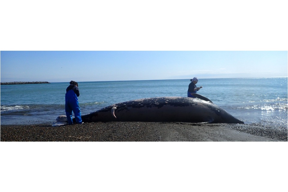 NPO法人 ストランディングネットワーク北海道 Stranding Network