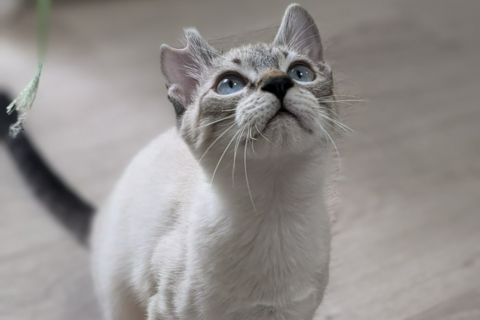 NPO法人 NPO法人CATS WELCARE