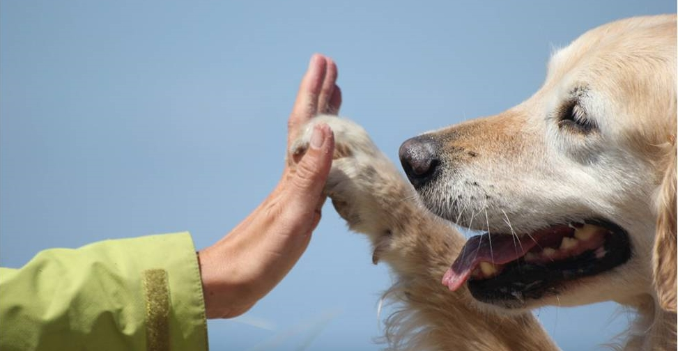 NPO法人 犬の笑顔があふれる会