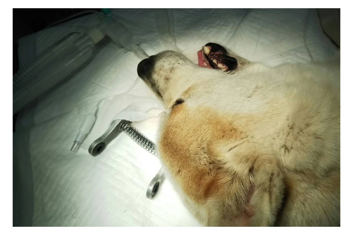安楽死になりかけた犬が掴んだ幸せ |この1匹の犬の未来をひらく2
