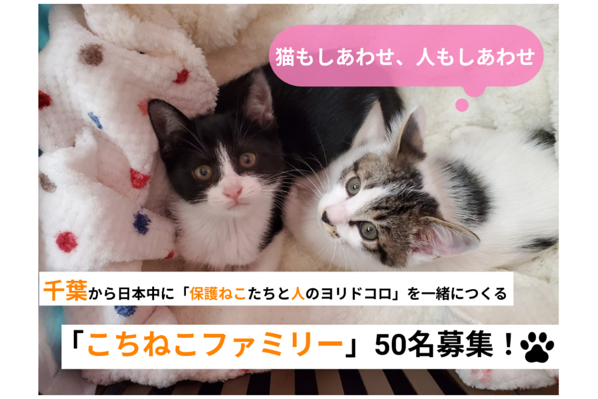 猫もしあわせ 人もしあわせ 千葉から日本中に 猫と人のヨリドコロ を一緒につくる こちねこファミリー 50名募集 Syncable