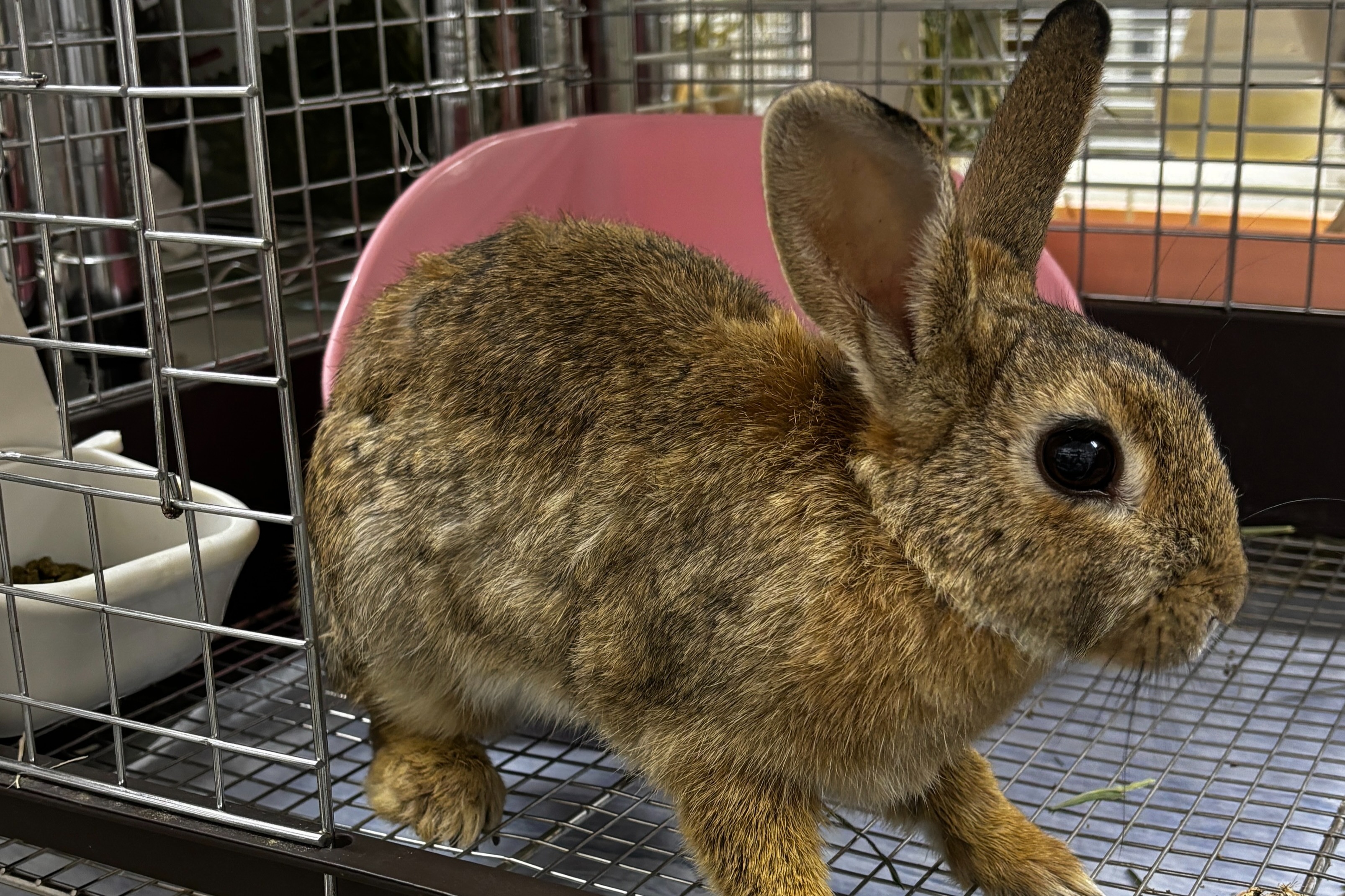 7月21日 追加保護 3匹