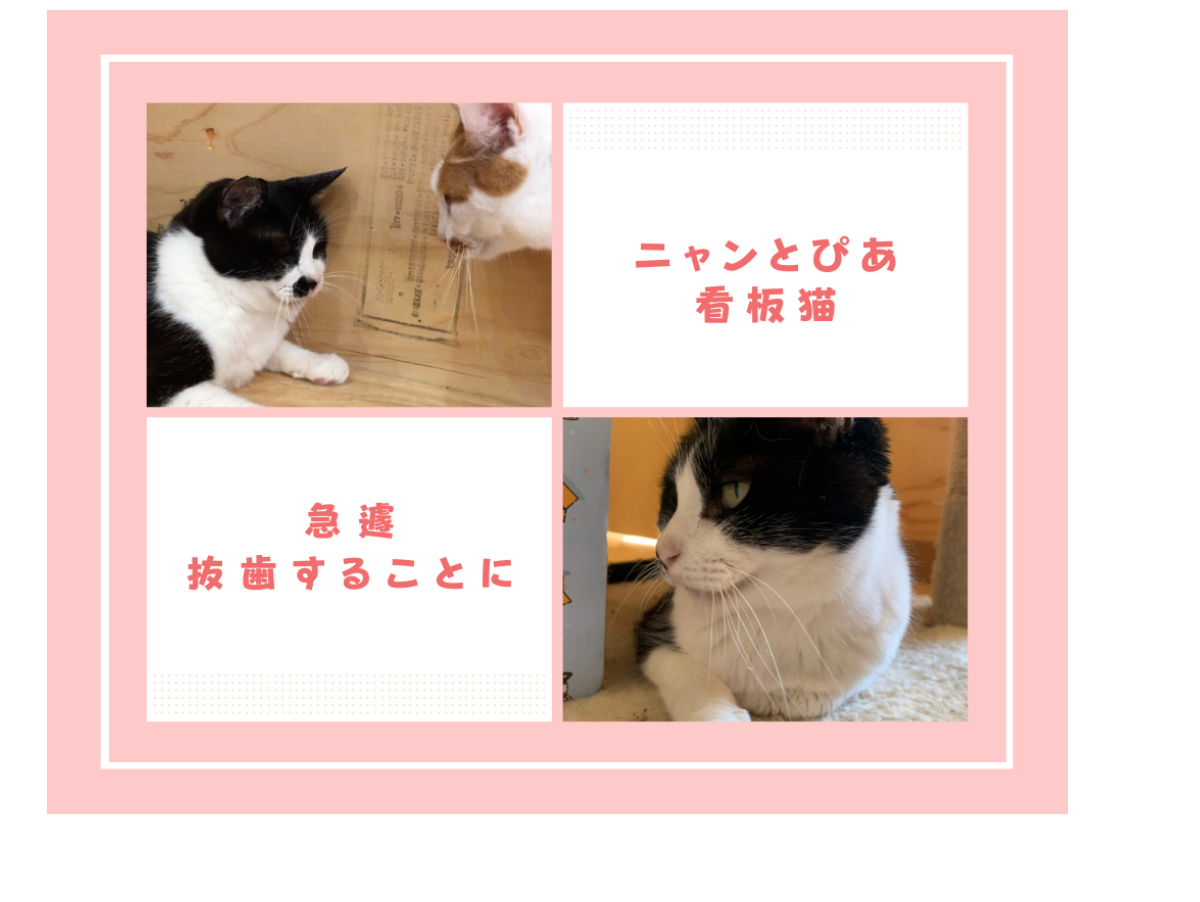 保護猫カフェ ニャンとぴあ看板猫】口内炎がひどく急遽、抜歯をする