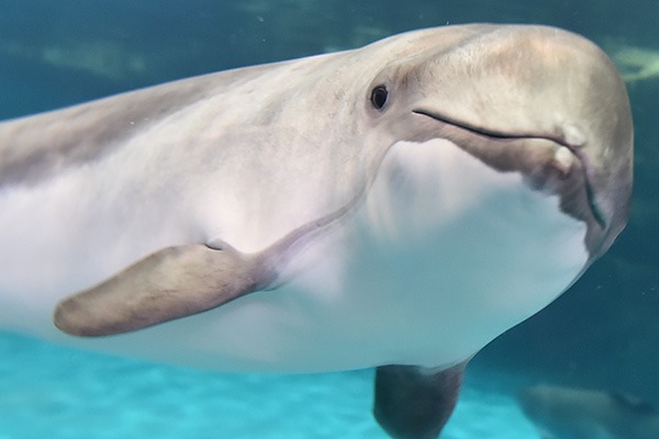 おたる水族館さんから応援メッセージをいただきました!! おたる水族館さんから応援メッセージをいただきました!!