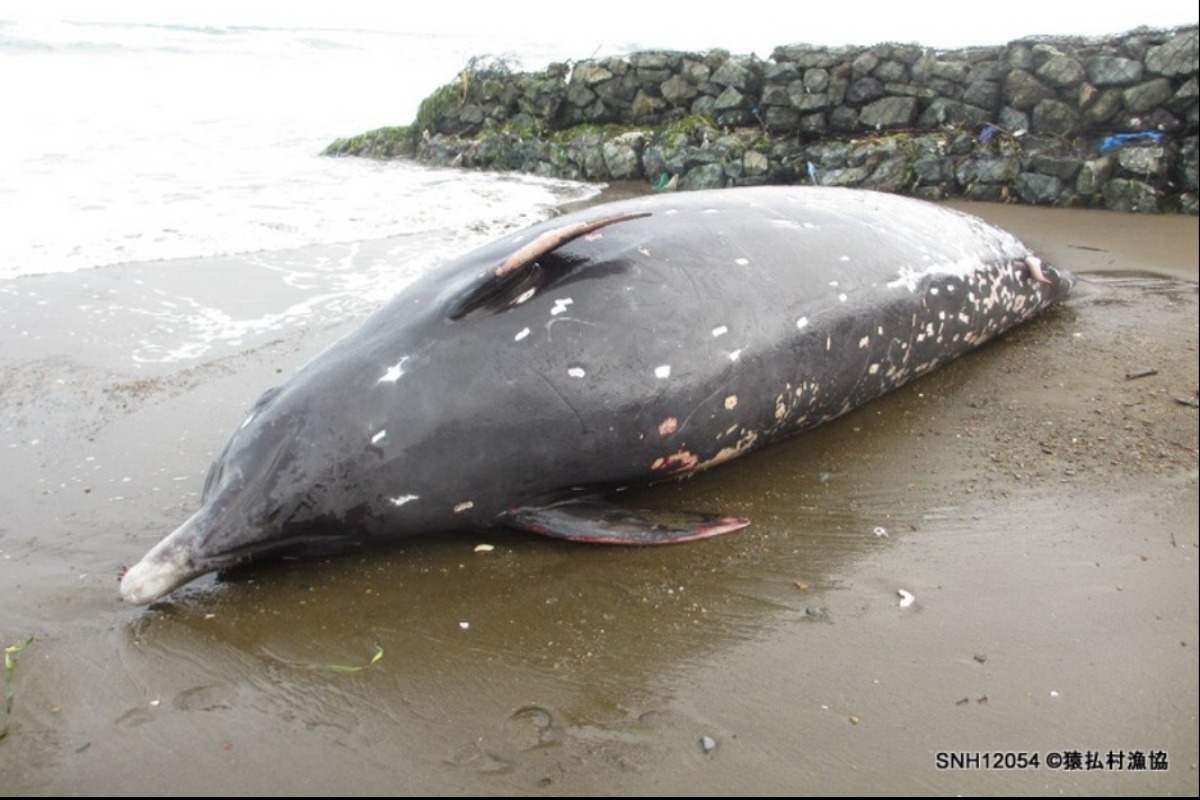 新種クロツチクジラ