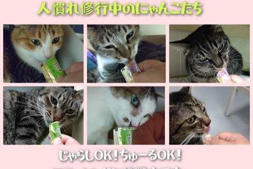 ☆富士見公園シェルターの猫達 絶賛里親募集中。 おすすめにゃんこ『砂