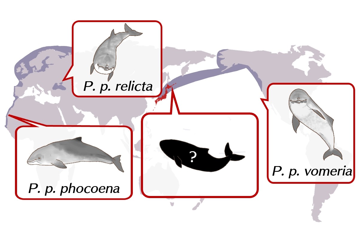 研究紹介：ネズミイルカの亜種