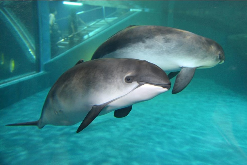 鯨類紹介：ネズミイルカ3