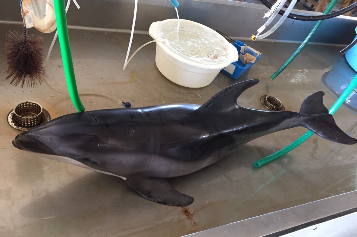 鯨類紹介：カマイルカ