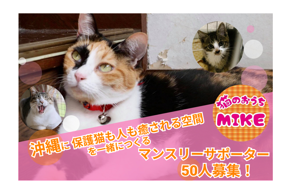 沖縄に 猫も人も癒される空間 を一緒につくるマンスリーサポーター50人募集 Syncable