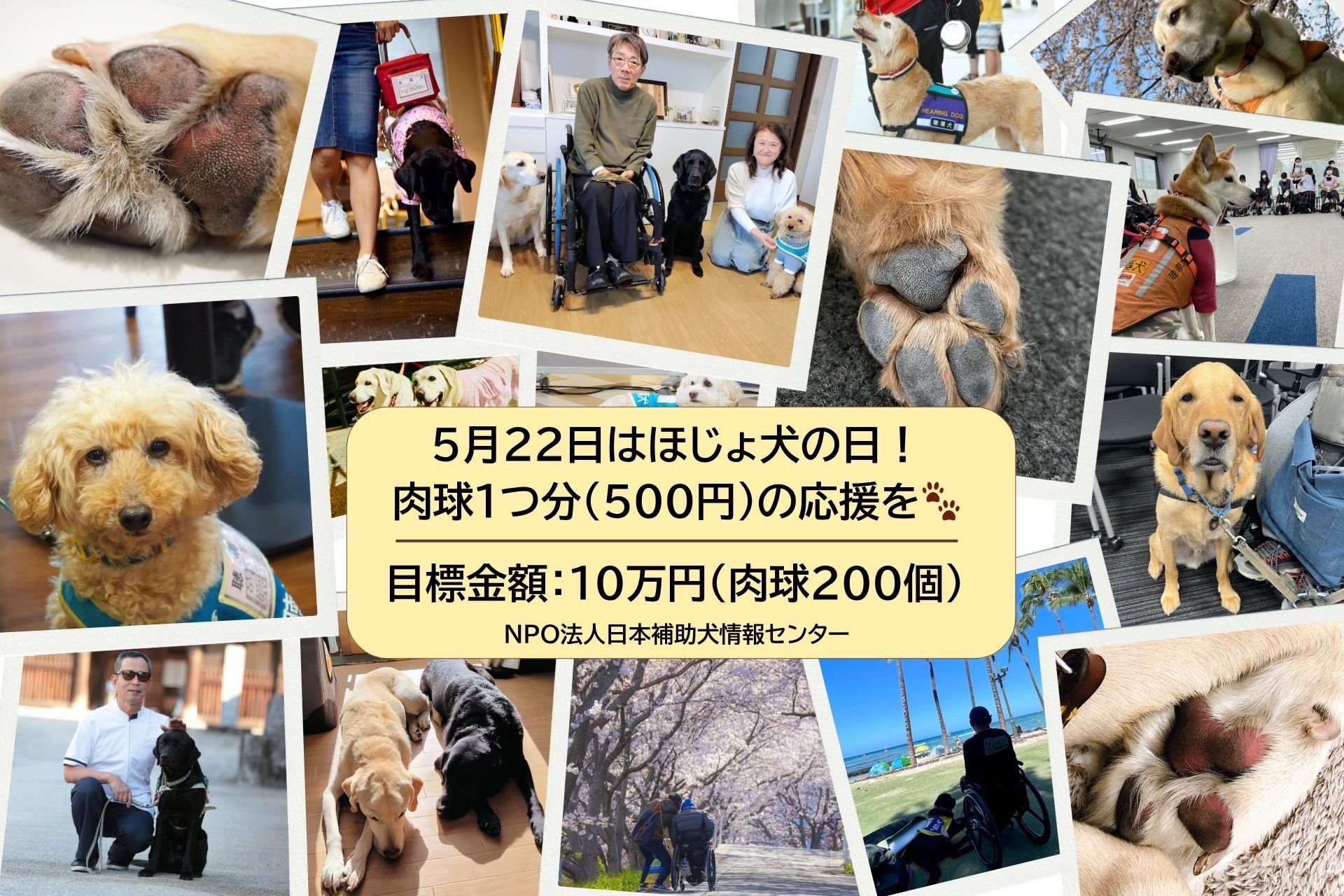ほじょ犬のお誕生日に、肉球🐾1つ分の応援を🦮🐕‍🦺🐕～ほじょ犬たちの
