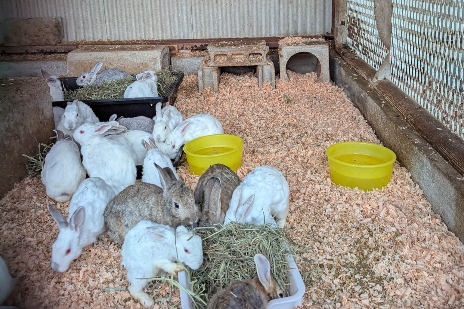 香川の公園から保護した35匹のうさぎたちに医療と安心を。新しい家族に