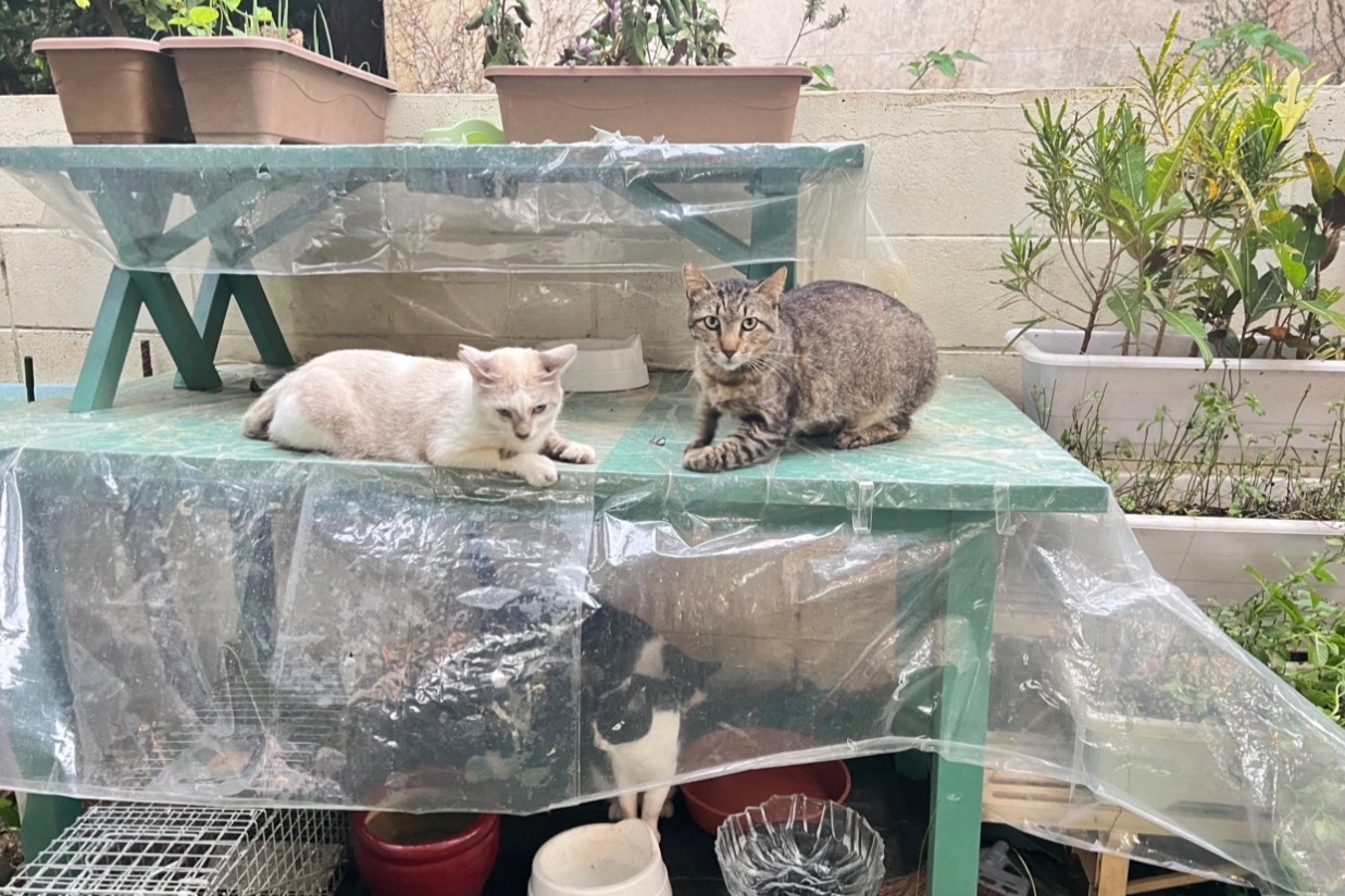 沖縄県瀬底島の33匹の小さな命を守りたい。餌代が足りず病院代も足り