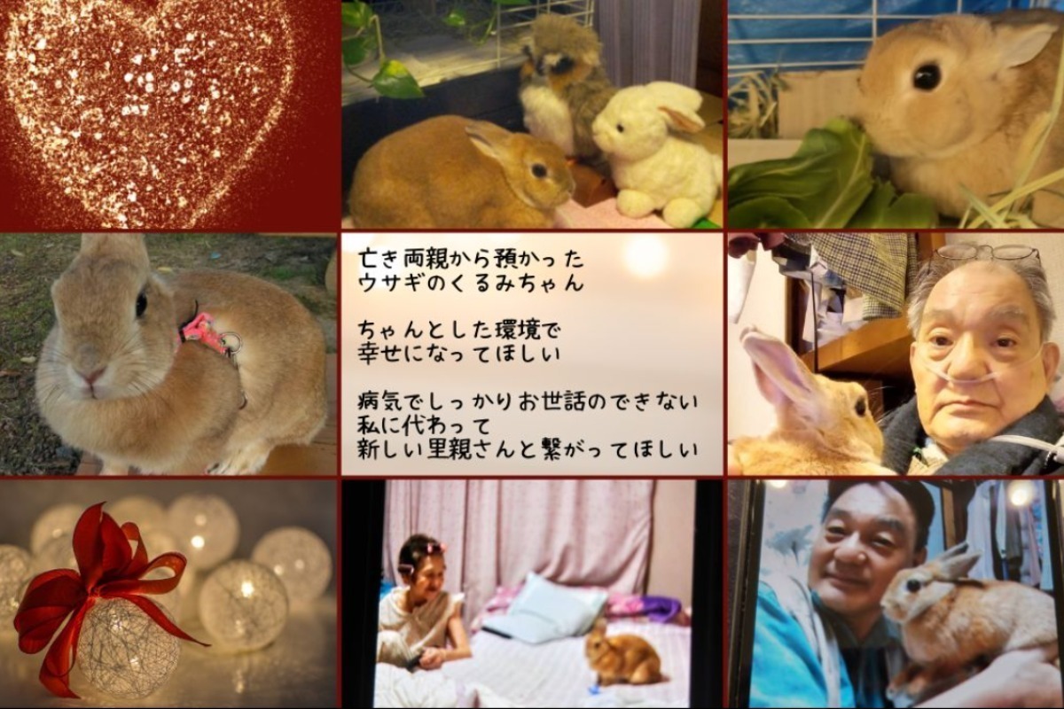 うさぎさん‪ プロフ必読コメ逃げブロック様確認ページ きょうだいうさぎさんたち : うさぎブログ うさぎのしっぽ公式