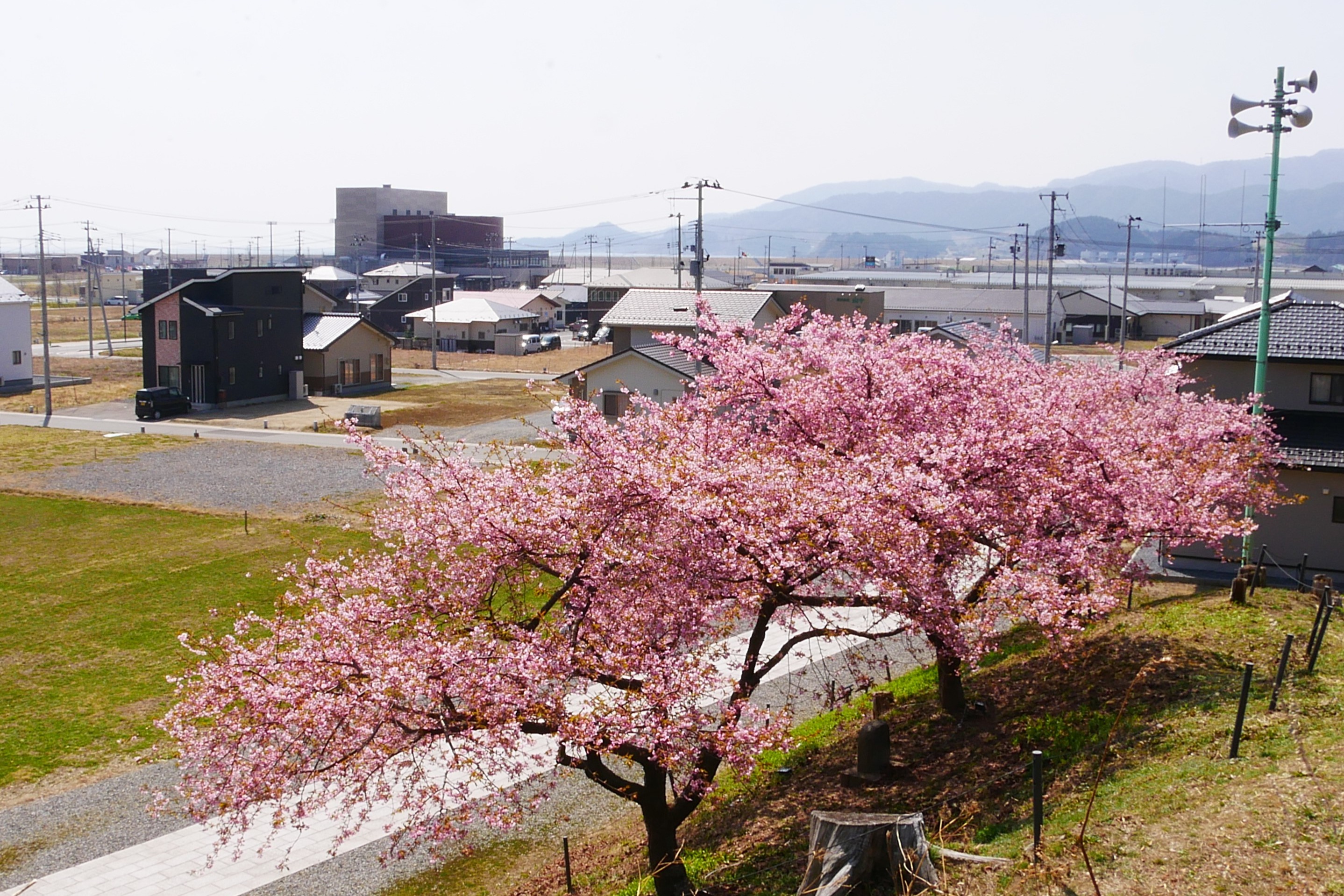 認定NPO法人桜ライン311 大阪マラソンエントリーページ