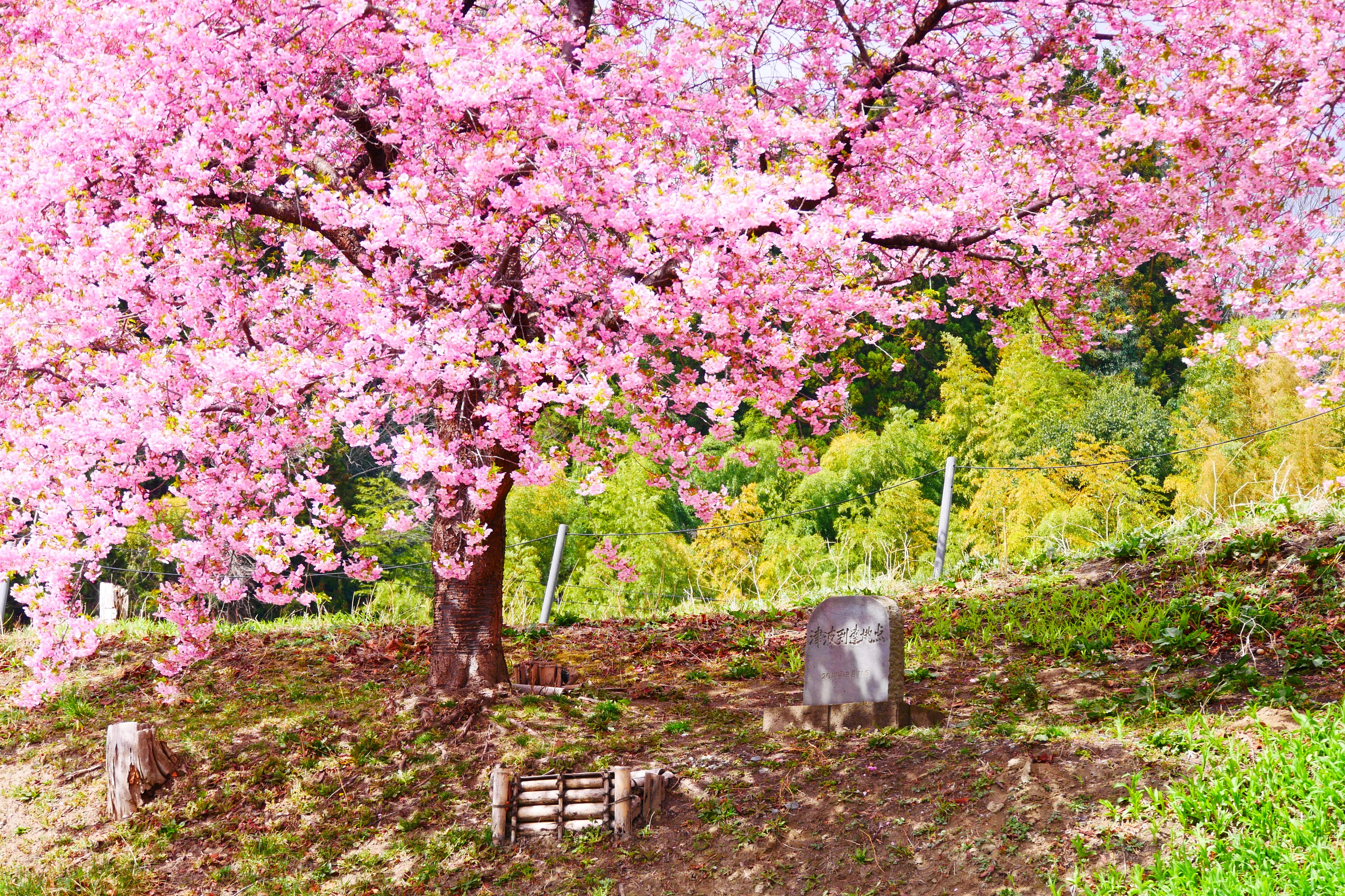 認定NPO法人桜ライン311 大阪マラソンエントリーページ