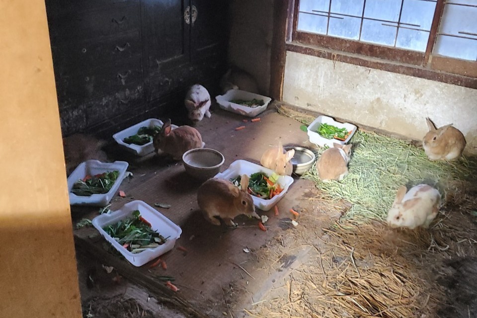 和歌山県での多頭飼育崩壊からレスキューした子たちを幸せにしたい