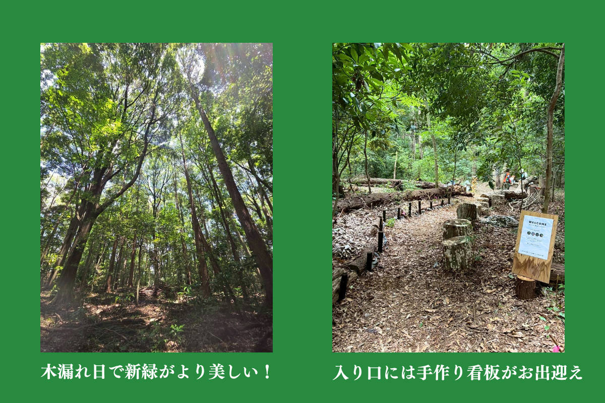 マイモリ②