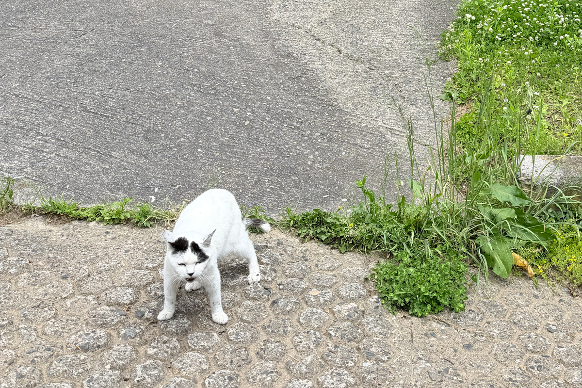 はるちゃん