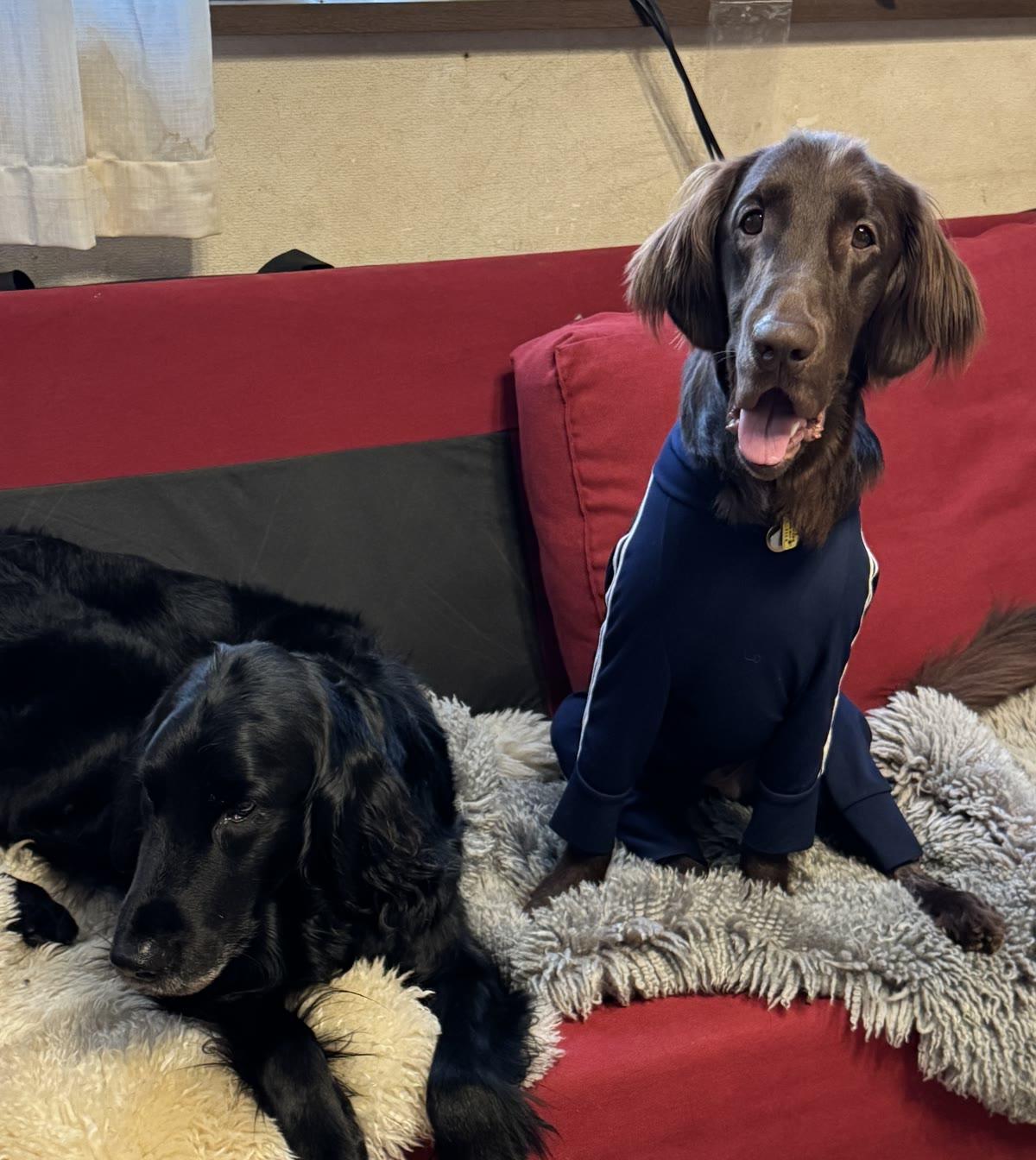 6月、退院して先住犬とソファで。術後の服のリオ