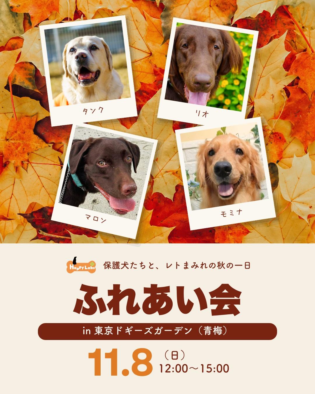 11月8日（日）ふれあい会のチラシ