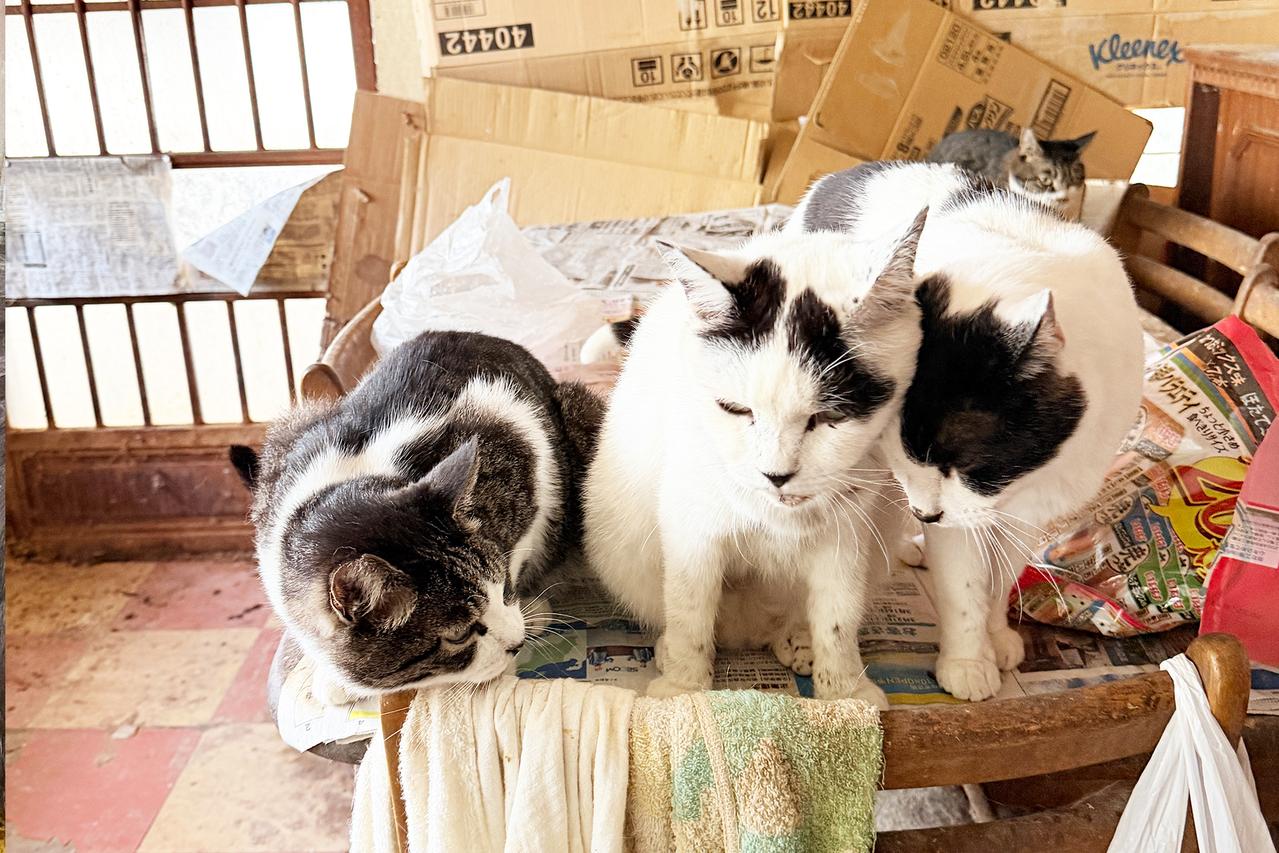山の廃墟の猫たち