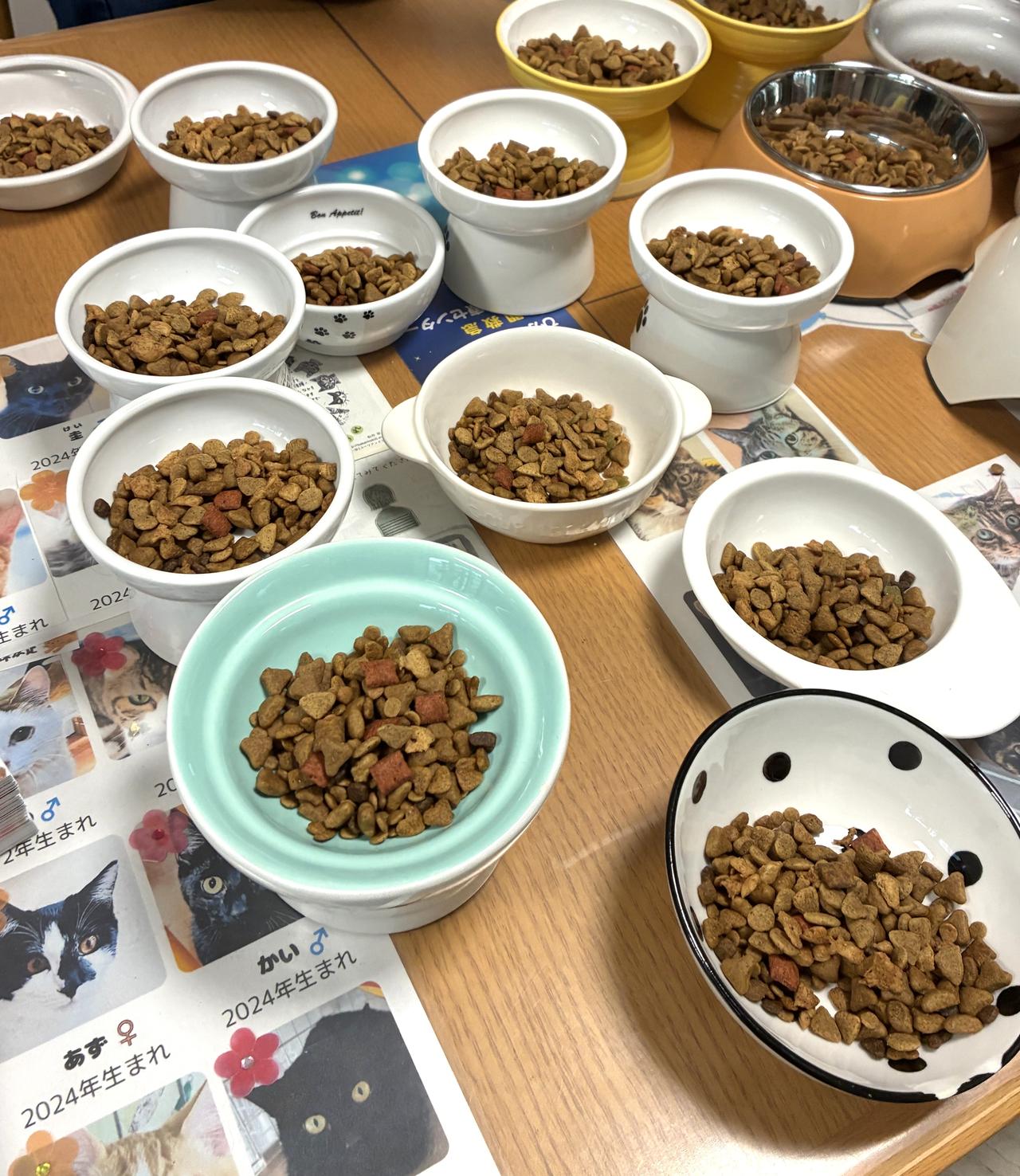 ねこねこ様　専門ページ すべての猫たちに、安心して眠れる場所を。東葛西のシェルターWithCat