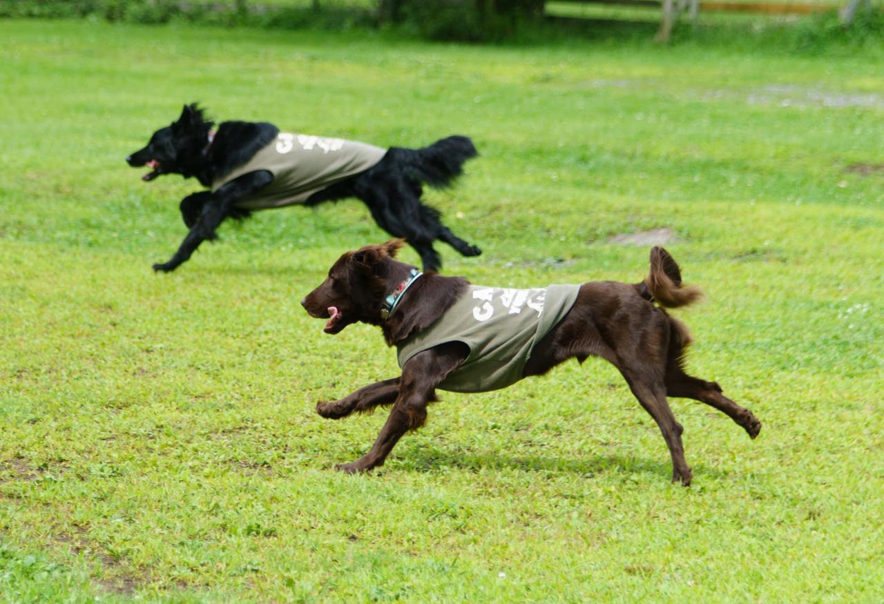 8月、先住犬と一緒に走るリオ
