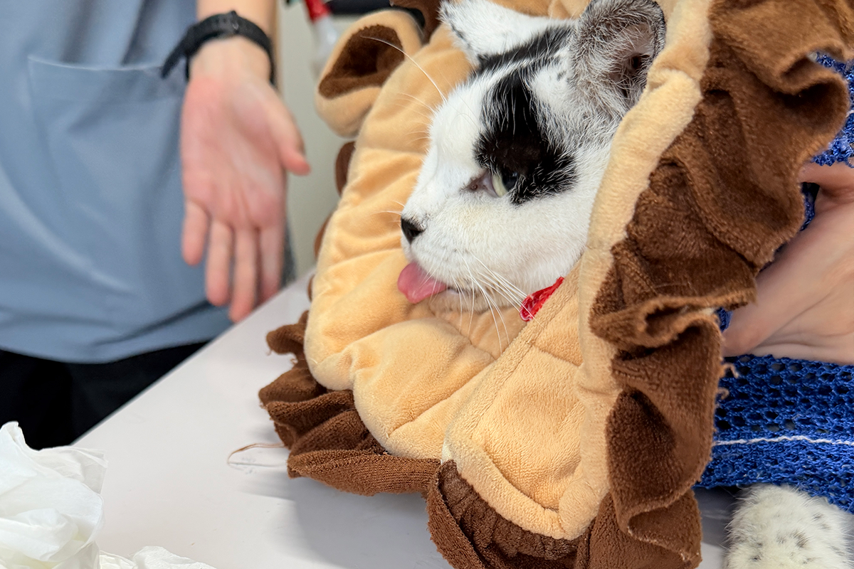 はるちゃん病院