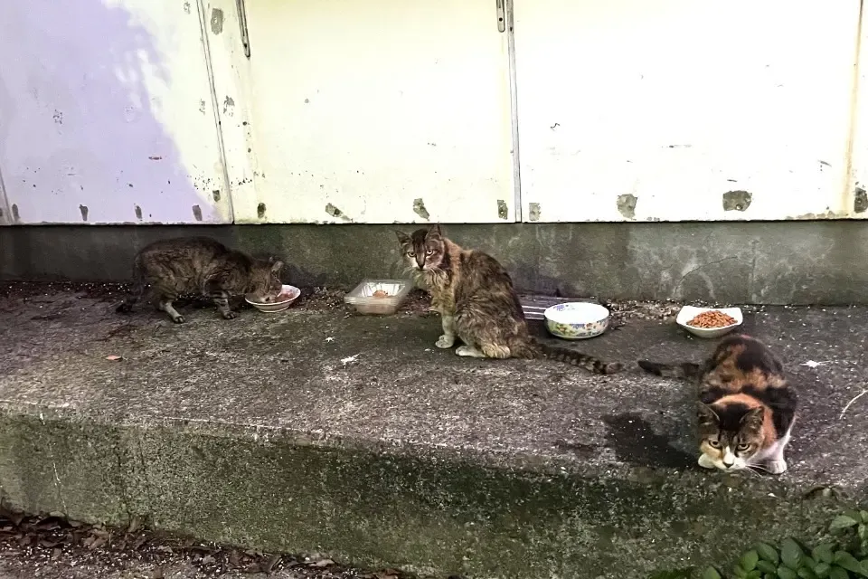 すべての猫たちに、安心して眠れる場所を。東葛西のシェルターWithCat