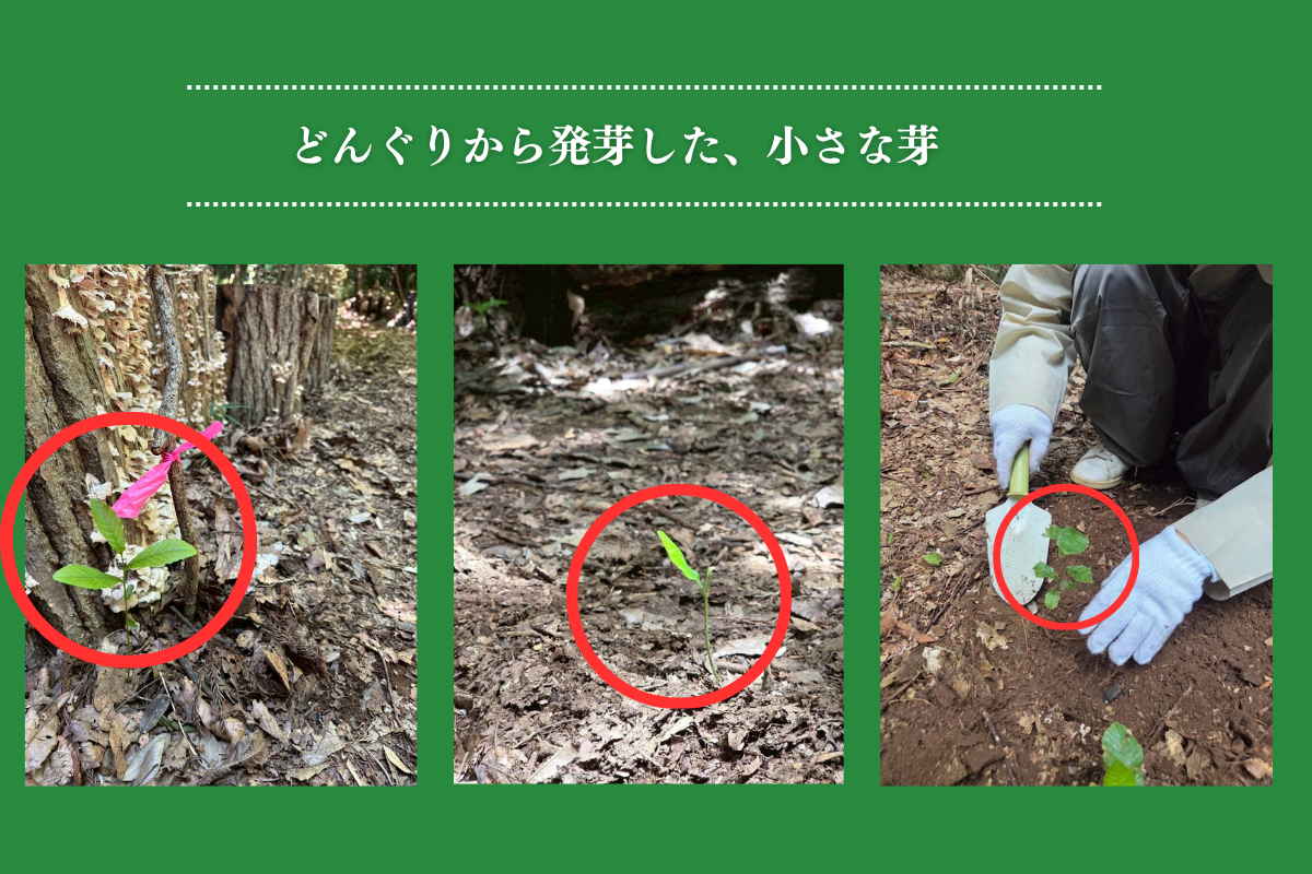 実生苗の写真