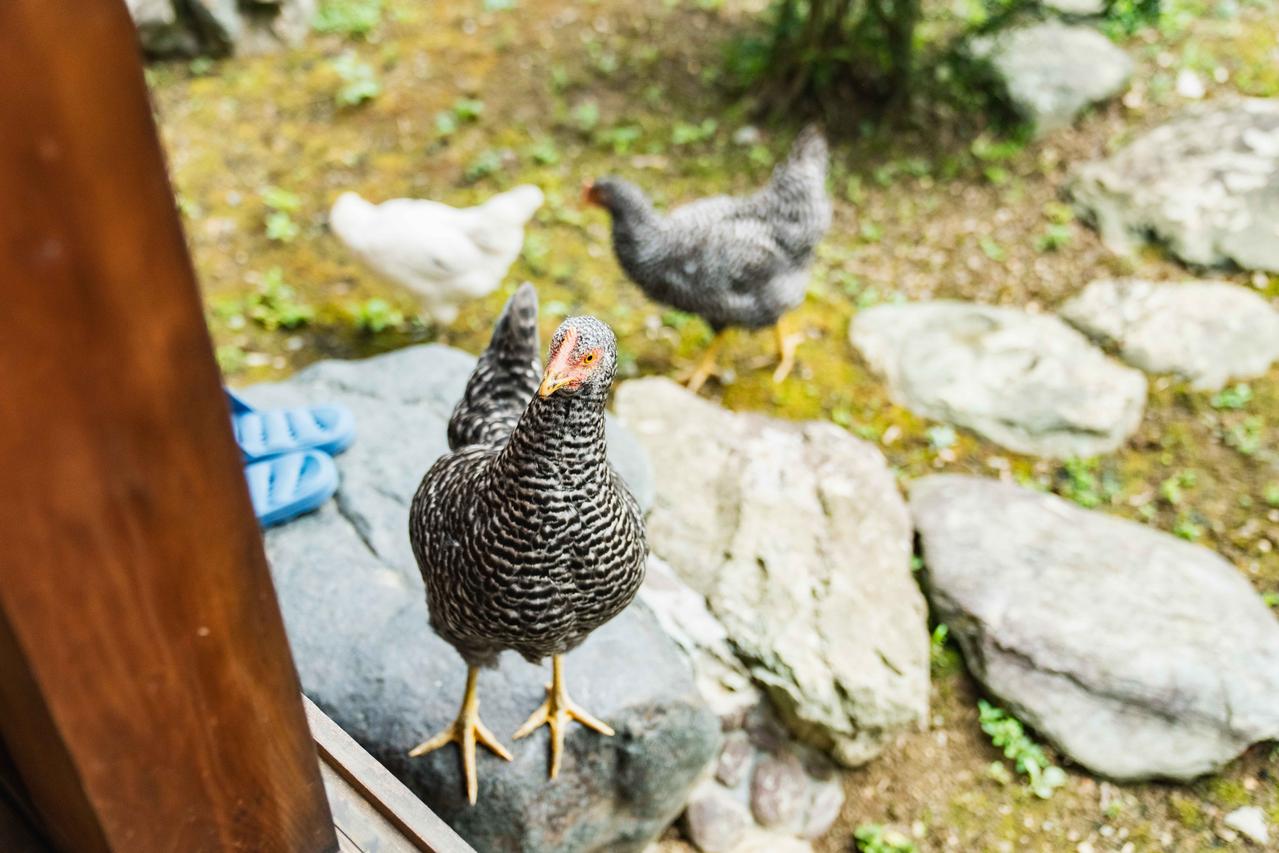 鶏の写真