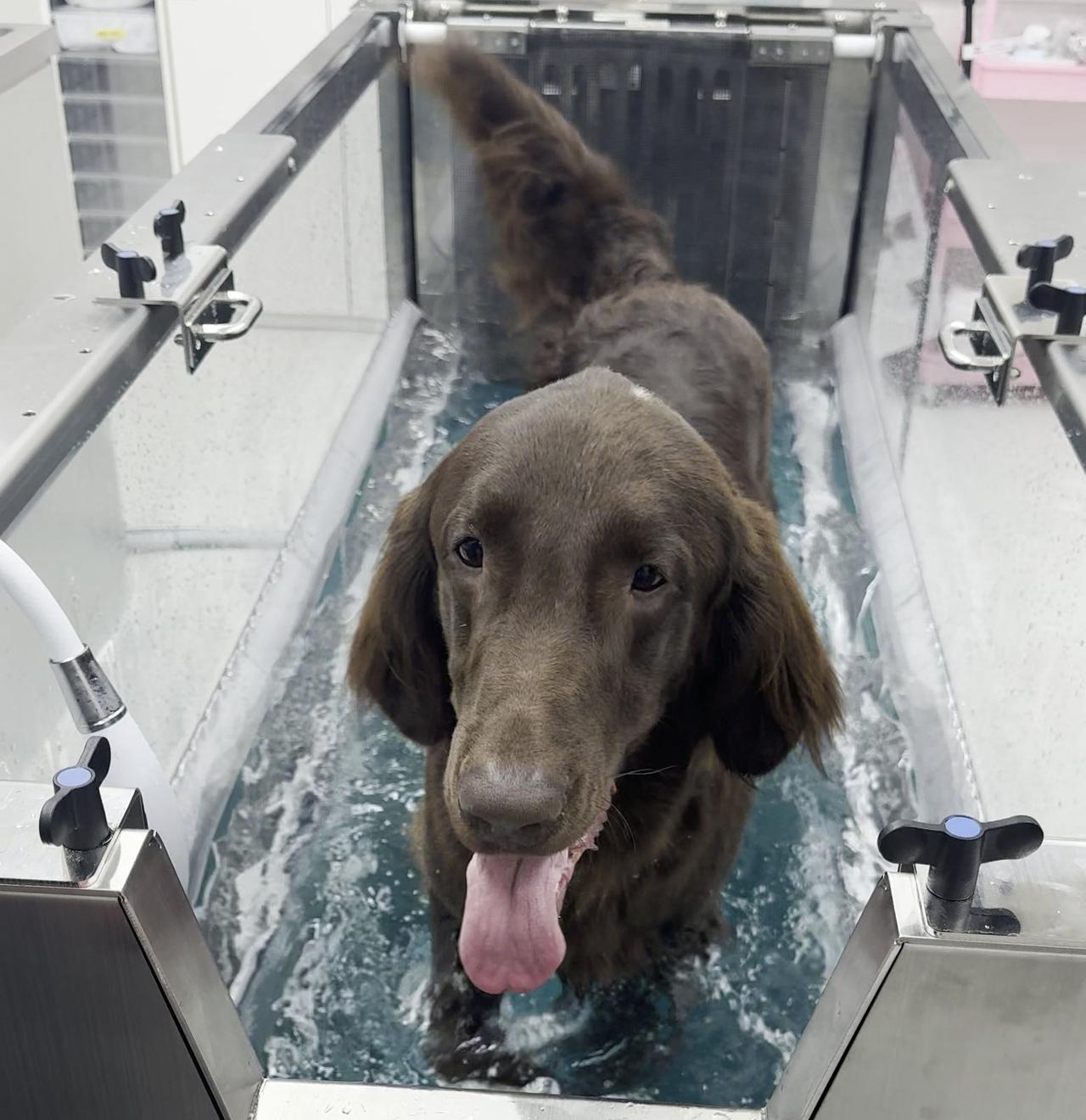9月、水中トレッドミルでリハビリするリオ