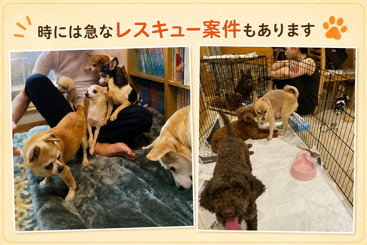 レスキュー