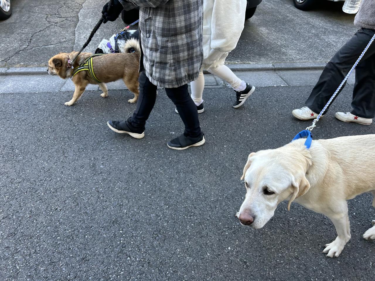 お散歩ボランティア